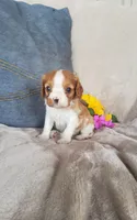 Bo, a male Cavalier King Charles Spaniel for sale in Newport, PA – 1 of 2