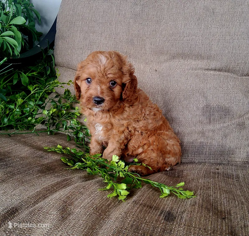Sonny – Cavapoo puppy for sale in Newport, PA