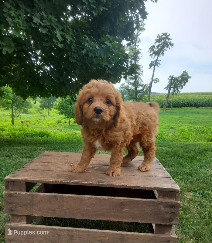 Sonny – Cavapoo puppy for sale in Newport, PA