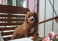 Smores , a male Cavapoo for sale in Newport, PA – 4 of 7