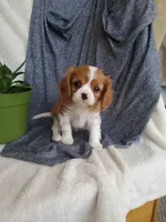 Elliot, a male Cavalier King Charles Spaniel for sale in Newport, PA – Photo 2 of 3