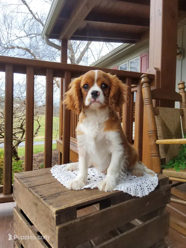 Elliot – Cavalier King Charles Spaniel puppy for sale in Newport, PA