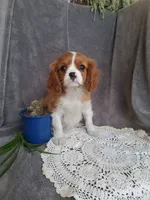Elliot, a male Cavalier King Charles Spaniel for sale in Newport, PA – Photo 1 of 3