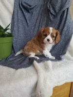 Elliot, a male Cavalier King Charles Spaniel for sale in Newport, PA – Photo 3 of 3