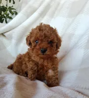 Tidbit, a male Poodle - Toy  for sale in Newport, PA – Photo 1 of 3