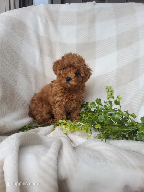 Twinkle  – Poodle - Toy  puppy for sale in Newport, PA
