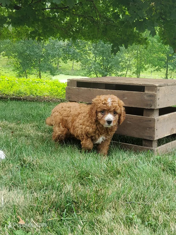 Smores  – Cavapoo puppy for sale in Newport, PA