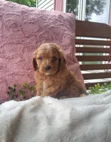 Sonny, a male Cavapoo for sale in Newport, PA – 2 of 4