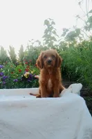 Sonny, a male Cavapoo for sale in Newport, PA – 5 of 10