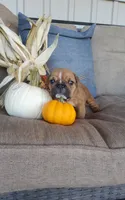 Finn, a male English Bulldog for sale in Newport, PA – 3 of 6