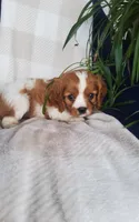 Hugo, a male Cavalier King Charles Spaniel for sale in Newport, PA – 8 of 10