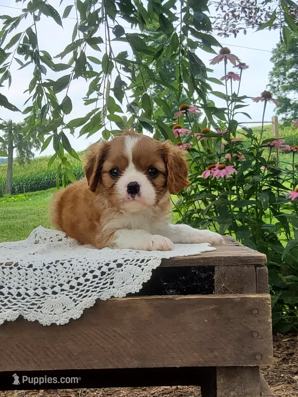 Biscuit – Cavalier King Charles Spaniel puppy for sale in Newport, PA