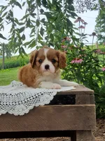 Brody, a male Cavalier King Charles Spaniel for sale in Newport, PA – 3 of 8