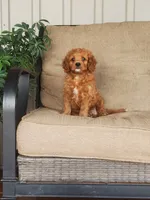 Sonny, a male Cavapoo for sale in Newport, PA – 7 of 10