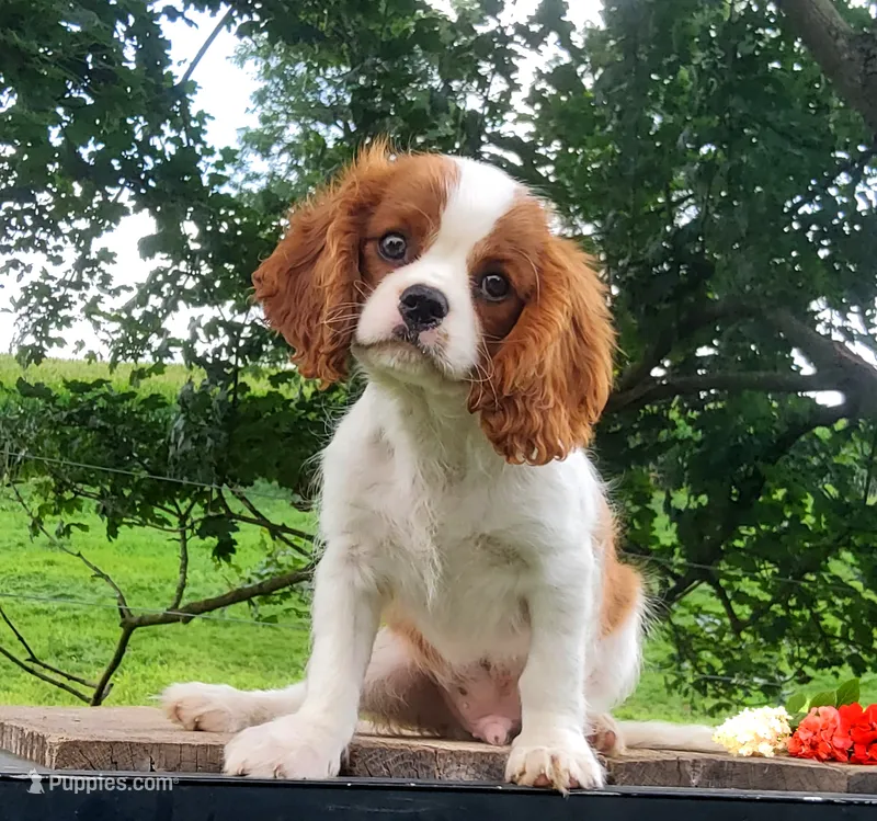 Hoss – Cavalier King Charles Spaniel puppy for sale in Newport, PA