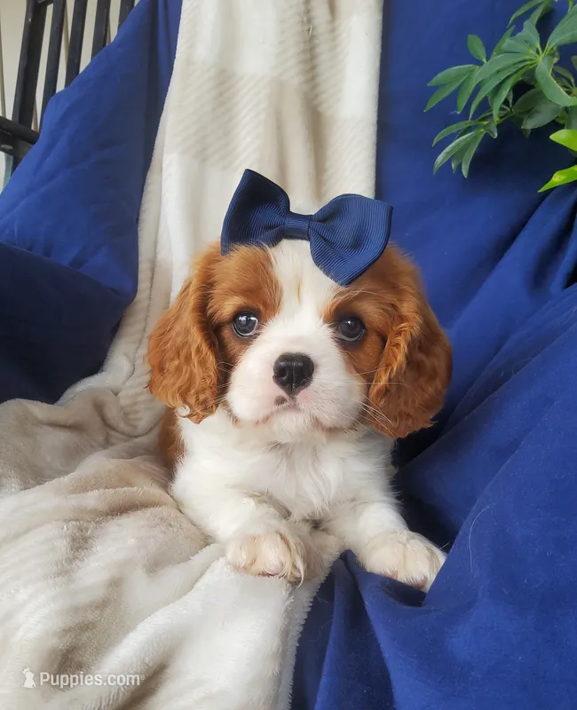 Hoss – Cavalier King Charles Spaniel puppy for sale in Newport, PA
