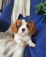 Hoss, a male Cavalier King Charles Spaniel for sale in Newport, PA – 6 of 8