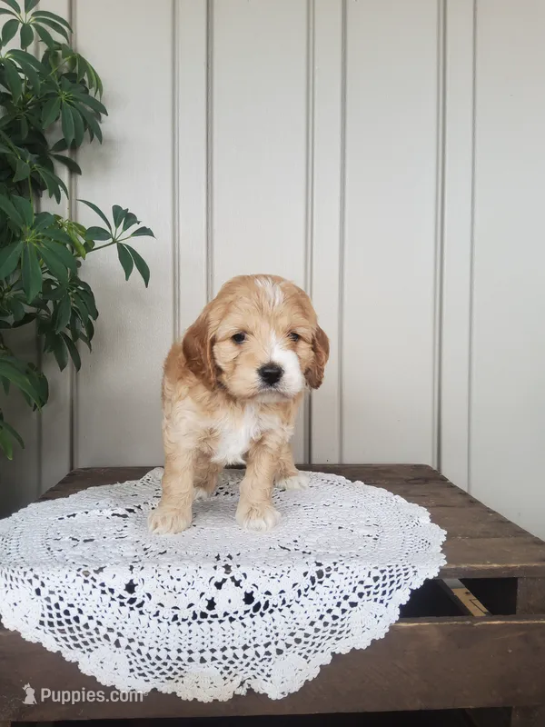 Sweetie  – Cockapoo puppy for sale in Newport, PA
