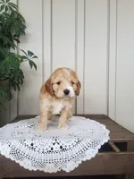 Sweetie , a female Cockapoo for sale in Newport, PA – 1 of 4