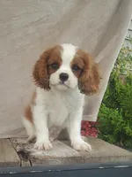 Hoss, a male Cavalier King Charles Spaniel for sale in Newport, PA – 2 of 8