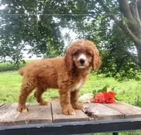 Smores , a male Cavapoo for sale in Newport, PA – 2 of 9