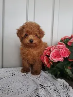 Tidbit, a male Poodle - Toy  for sale in Newport, PA – 2 of 6