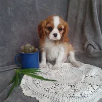Everett, a male Cavalier King Charles Spaniel for sale in Newport, PA – Photo 5 of 6