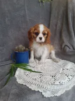 Everett, a male Cavalier King Charles Spaniel for sale in Newport, PA – Photo 2 of 3