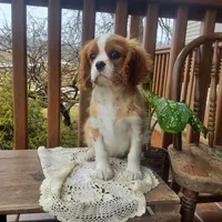 Everett, a male Cavalier King Charles Spaniel for sale in Newport, PA – Photo 1 of 6