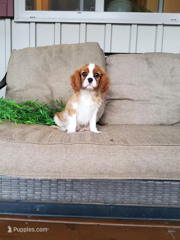 Everett – Cavalier King Charles Spaniel puppy for sale in Newport, PA