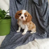 Everett, a male Cavalier King Charles Spaniel for sale in Newport, PA – Photo 6 of 6