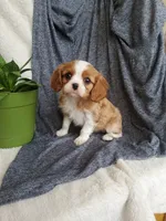 Everett, a male Cavalier King Charles Spaniel for sale in Newport, PA – Photo 3 of 3