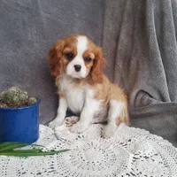 Everett, a male Cavalier King Charles Spaniel for sale in Newport, PA – Photo 4 of 6