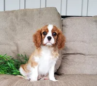 Everett, a male Cavalier King Charles Spaniel for sale in Newport, PA – Photo 2 of 6