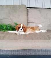 Everett, a male Cavalier King Charles Spaniel for sale in Newport, PA – Photo 3 of 6