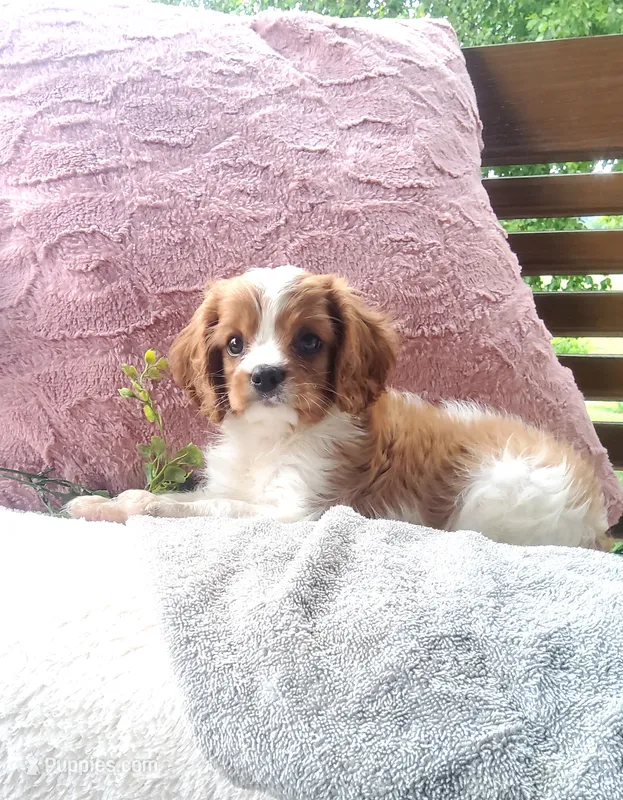 Hugo – Cavalier King Charles Spaniel puppy for sale in Newport, PA