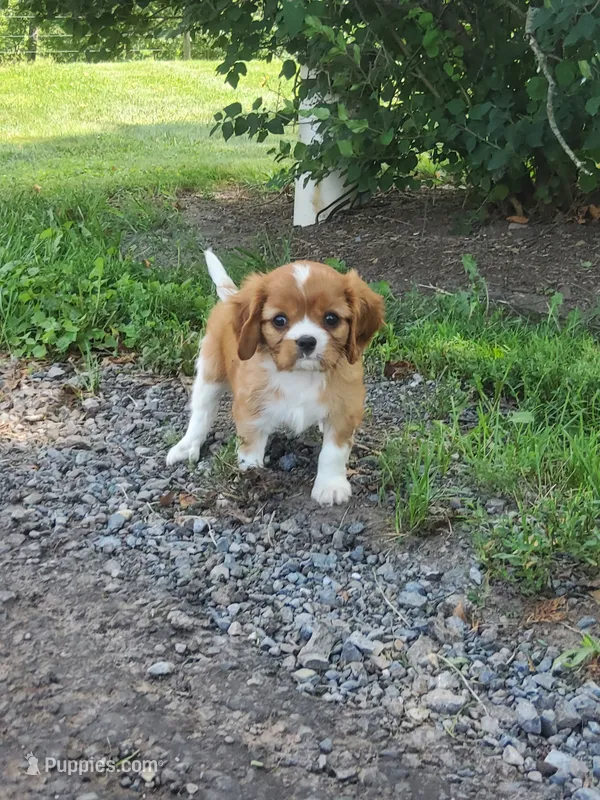 Brody – Cavalier King Charles Spaniel puppy for sale in Newport, PA