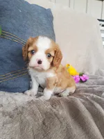 Bailey , a male Cavalier King Charles Spaniel for sale in Newport, PA – 4 of 4