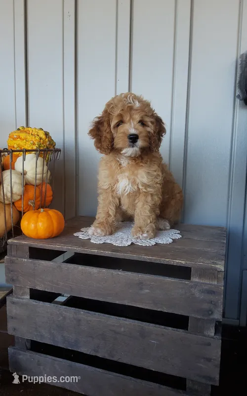 Twinkle – Cockapoo puppy for sale in Newport, PA