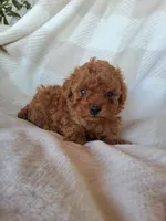 Tidbit, a male Poodle - Toy  for sale in Newport, PA – Photo 2 of 3