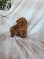 Tidbit, a male Poodle - Toy  for sale in Newport, PA – Photo 3 of 3