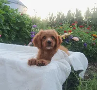 Sonny, a male Cavapoo for sale in Newport, PA – 3 of 10
