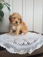 Skippy , a male Cockapoo for sale in Newport, PA – 3 of 4