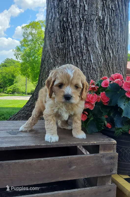 Summer – Cockapoo puppy for sale in Newport, PA