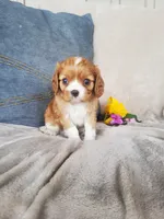 Brody, a male Cavalier King Charles Spaniel for sale in Newport, PA – 4 of 4