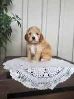 Sweetie , a female Cockapoo for sale in Newport, PA – 2 of 4