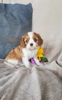 Brooke , a female Cavalier King Charles Spaniel for sale in Newport, PA – 3 of 3
