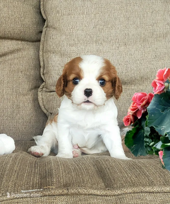 Hoss – Cavalier King Charles Spaniel puppy for sale in Newport, PA