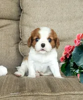 Hoss, a male Cavalier King Charles Spaniel for sale in Newport, PA – 1 of 3