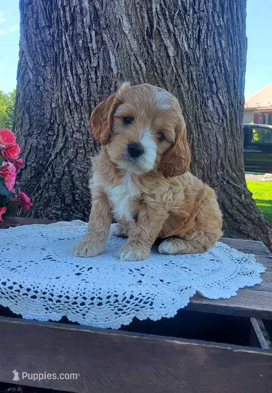 Sweetie  – Cockapoo puppy for sale in Newport, PA